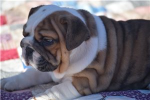 Bedelia - English Bulldog for sale