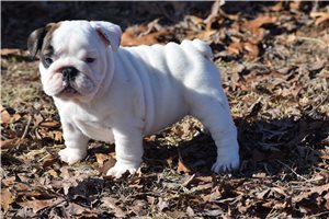 Brandt - English Bulldog for sale
