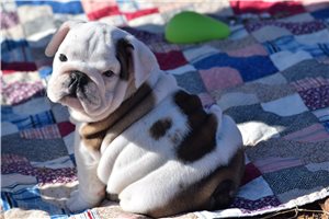 Bamby - English Bulldog for sale