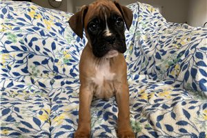 Jinx - puppy for sale