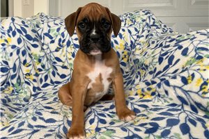 Jobie - Boxer for sale