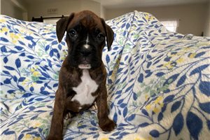 Jethro - puppy for sale