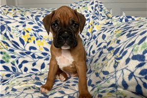 Joey - Boxer for sale