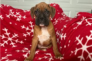 Joey - Boxer for sale