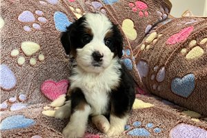 Demi - puppy for sale