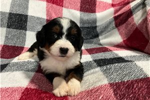 Lovebug - puppy for sale