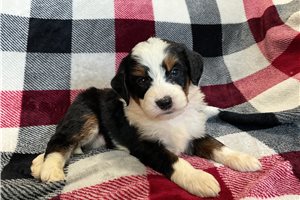 Lego - puppy for sale