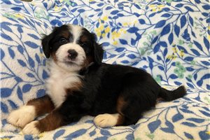 Murdock - Mini Bernedoodle for sale