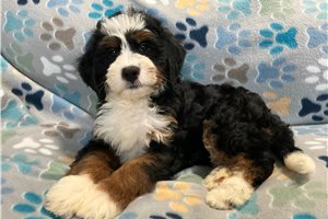 Lunchbox - Mini Bernedoodle for sale