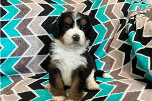 Angelica - Mini Bernedoodle for sale