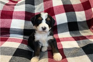 Lazlo - Mini Bernedoodle for sale