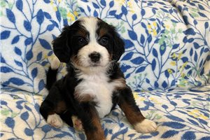 Millie - Mini Bernedoodle for sale