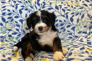 Mathias - puppy for sale