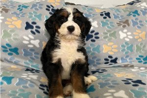 Lazlo - puppy for sale