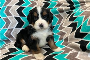 Ansel - puppy for sale