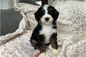 Lazlo - Bernedoodle, Mini for sale