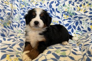 Mikey - puppy for sale