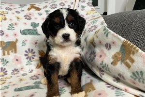 Luciana - Bernedoodle, Mini for sale