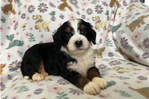 Lyle - Bernedoodle, Mini for sale