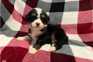 Lolly - puppy for sale