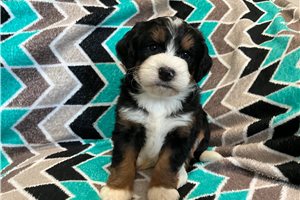 Anise - puppy for sale