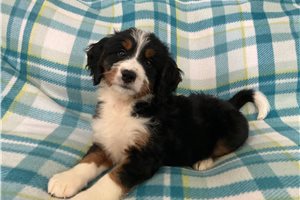 Marilyn - Mini Bernedoodle for sale