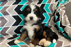Anika - puppy for sale