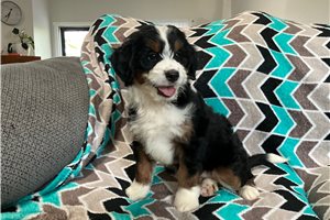 Lyric - Bernedoodle, Mini for sale