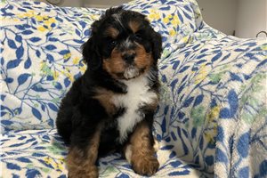 Kutcher - puppy for sale