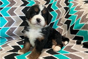 Arnie - Mini Bernedoodle for sale