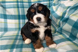 Toby - Bernedoodle, Mini for sale