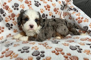 Katya - puppy for sale