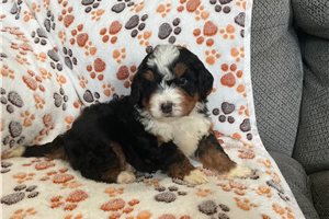 Roland - puppy for sale