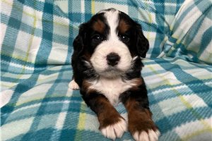 Triton - Bernedoodle, Mini for sale