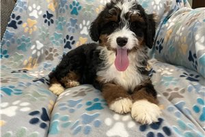 Ruthie - Bernedoodle, Mini for sale