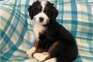 Murdock - Mini Bernedoodle for sale