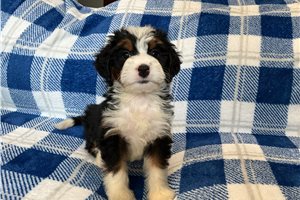 Debbie - Bernedoodle, Mini for sale