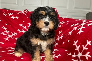 Keen - puppy for sale