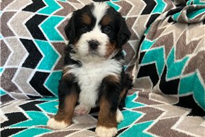 Angus - Bernedoodle, Mini for sale