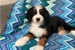 Arnold - Bernedoodle, Mini for sale