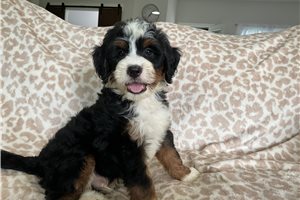 Lunchbox - Bernedoodle, Mini for sale