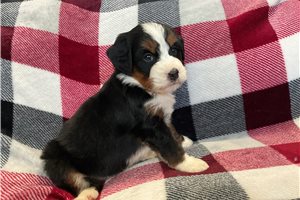 Lip - puppy for sale