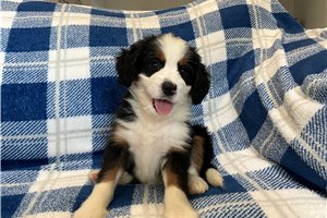Demi - Bernedoodle, Mini for sale