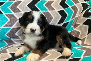 Arnold - puppy for sale