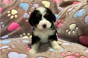 Debbie - Bernedoodle, Mini for sale