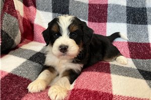 Lugnut - puppy for sale