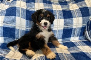 Dotty - Bernedoodle, Mini for sale