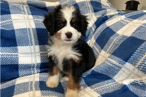 Deanna - Bernedoodle, Mini for sale