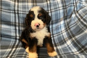 Dixon - puppy for sale