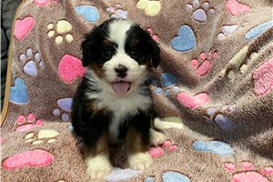 Deanna - puppy for sale